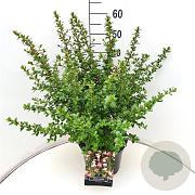 Escallonia 'Apple Blossom' 40-60 cm 10L