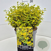 Euonymus fort. 'Emerald 'n' Gold' 30-40 cm 10L