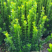 Euonymus jap. 'Green Spire' 60-70 cm met kluit