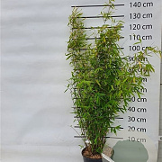 Fargesia 'Winter Joy' 100-125 cm 15L