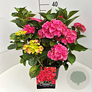 Hydrangea m. 'Alpenglühen' 40 cm 10L