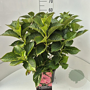 Hydrangea m. 'Mariesii Perfecta' 40 cm 10L