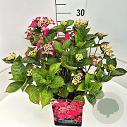 Hydrangea m. 'Rotkehlchen' 40 cm 10L