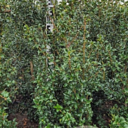 Ilex aquipernyi Dragon Lady 100-120 cm met kluit
