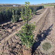 Ilex aquipernyi Dragon Lady 80-100 cm met kluit