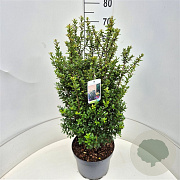 Ilex crenata 'Caroline Upright' 60-80 cm 10L