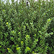 Ilex crenata 'Caroline Upright' 60-80 cm met kluit