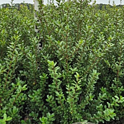 Ilex crenata 'Caroline Upright' 80-100 cm met kluit