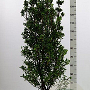 Ilex meserv. 'Heckenstar' 125-150 cm met kluit
