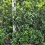 Ilex meserv. 'Heckenstar' 60-80 cm met kluit