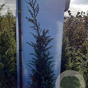 Juniperus comm. 'Hibernica' 80-100 cm met kluit