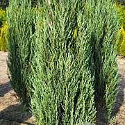 Juniperus s. 'Blue Arrow' 150-175 cm met kluit