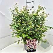 Kolkwitzia amabilis 50-60 cm 20L