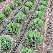 Lavandula ang. 'Munstead' 25-30 cm met kluit bol