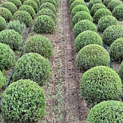 Lavandula ang. 'Munstead' 35-40 cm met kluit bol