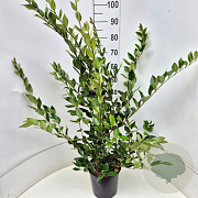 Ligustrum lucidum 80-100 cm 6,5L