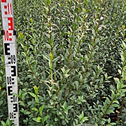 Ligustrum vulg. 'Atrovirens' 100-125 cm met kluit