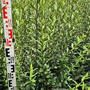 Ligustrum vulg. 'Atrovirens' 125-150 cm met kluit