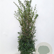 Osmanthus burkwoodii 100-125 cm met kluit