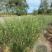 Phillyrea angustifolia 80-100 cm met kluit