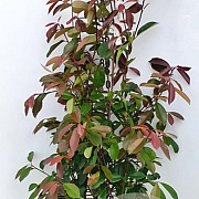 Photinia fraseri 'Red Robin' 120-140 cm met kluit