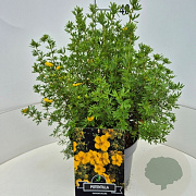 Potentilla f. 'Goldfinger' 35-40 cm 10L