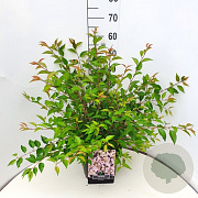 Prunus incisa 'Paean' 60-80 cm 10L