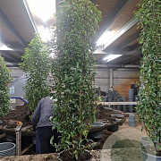 Prunus l. 'Angustifolia' 125-150 cm met kluit