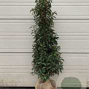Prunus l. 'Angustifolia' 150-175 cm met kluit