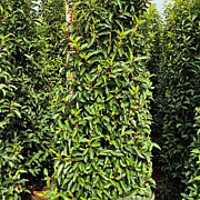 Prunus l. 'Angustifolia' 200-225 cm met kluit extra