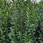 Prunus l. Elly 200-225 cm met kluit extra