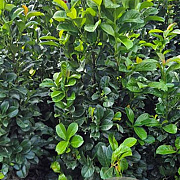 Prunus l. Etna 100-120 cm met kluit
