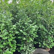 Prunus l. Etna 150 cm 15L
