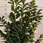 Prunus l. 'Novita' 100-125 cm met kluit