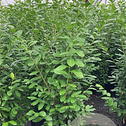 Prunus l. 'Novita' 175-200 cm 15L