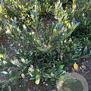 Prunus l. 'Otto Luyken' 60-80 cm met kluit