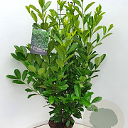 Prunus I. 'Rotundifolia' 125-150 cm 10L