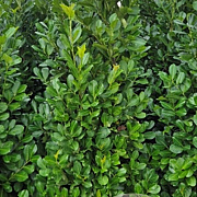 Prunus I. 'Rotundifolia' 175-200 cm met kluit extra