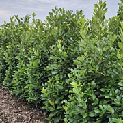 Prunus I. 'Rotundifolia' 200-225 cm met kluit extra