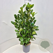 Prunus I. 'Rotundifolia' 80-100 cm 6,5L