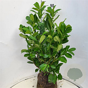 Prunus I. 'Rotundifolia' 80-90 cm met kluit