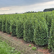 Prunus l. Sofia 125-150 cm met kluit extra