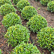 Prunus l. Sofia 30-35 cm met kluit bol