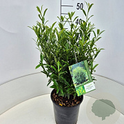 Prunus l. Sofia 40-50 cm 6,5L