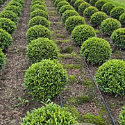 Prunus l. Sofia 45-50 cm met kluit bol