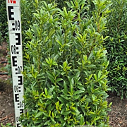 Prunus l. Sofia 80-100 cm met kluit