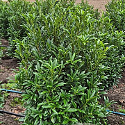 Prunus l. Sofia 80-100 cm met kluit extra