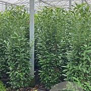 Prunus l. Genolia 175-200 cm 15L