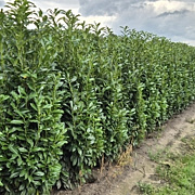 Prunus l. Genolia 200-225 cm met kluit extra