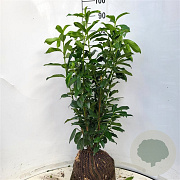 Prunus l. Genolia 80-90 cm met kluit